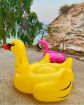 Picture of Duck 